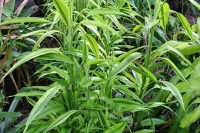 tropical plants 1