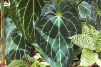 tropical plants 2