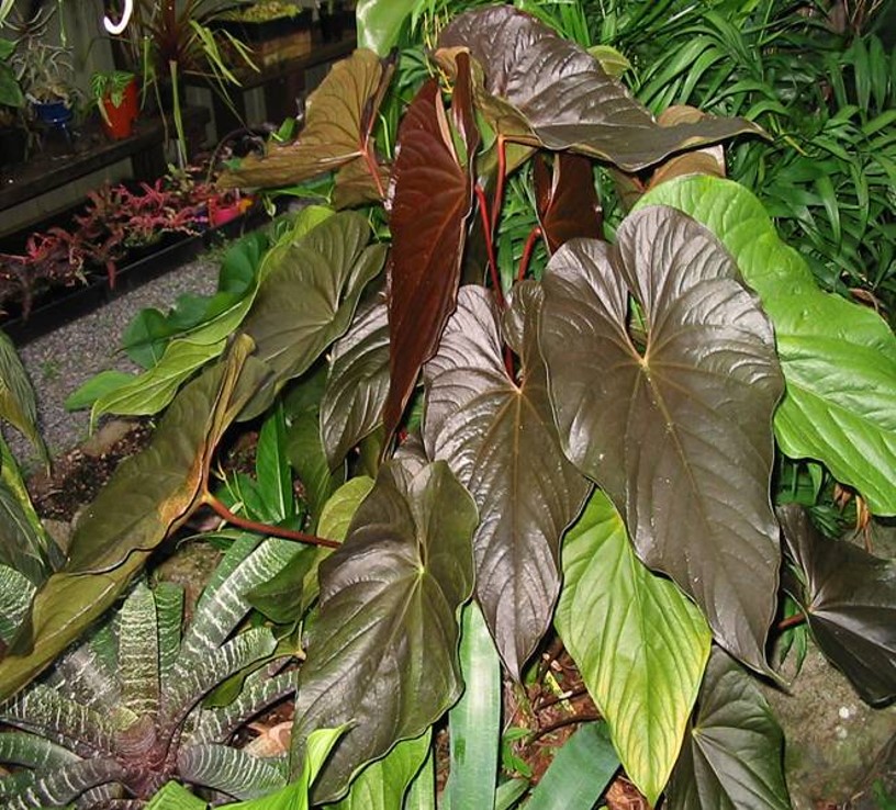 tropical plants 3