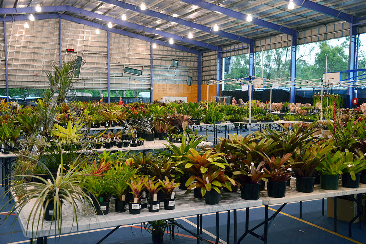 Tables of bromeliads