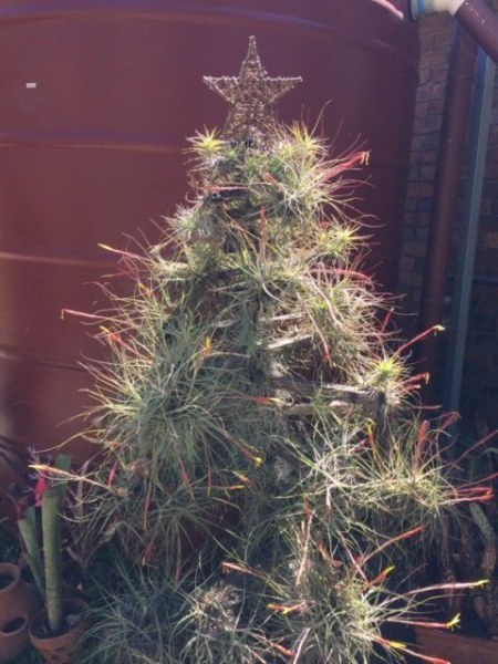 ‘Tillandsia-Christmas-Tree