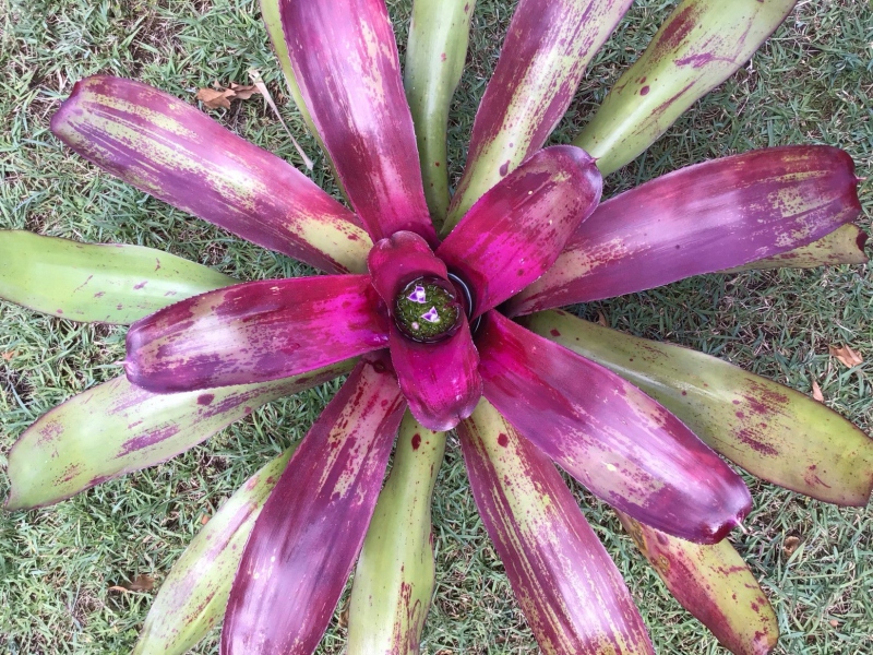 Neoregelia-Painted-Lady-x-Magnifica
