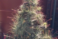 ‘Tillandsia-Christmas-Tree