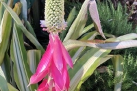 Aechmea-Marie-Regina