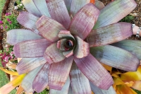 Alcantarea-Silver-Plum
