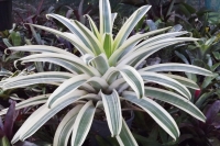 Alcantarea-White-Star
