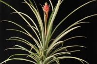 Ananas-‘Emerald
