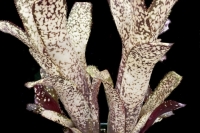 Billbergia-‘Kolan-Cosmic-Lights