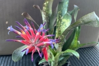 Billbergia-Avalanche