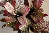 Billbergia-Groovy