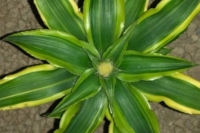 Cryptanthus-Acaulis-Variegata