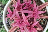 Cryptanthus-Ruby