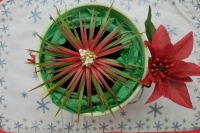 Decorative-sincorea-mucugensis