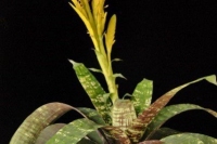 Goudaea-ospinae-gruberi