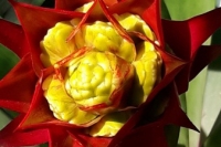 Guzmania-lingulata-X-Guzmania-blassii