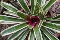 Neoregelia-‘Dr.-Jeffery-Block