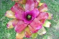 Neoregelia-‘Pride-of-Ipswich