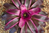 Neoregelia-‘Purple-Star