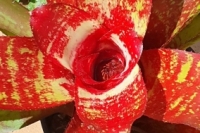 Neoregelia-A-bit-of-this