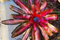 Neoregelia-Blast-Furnace