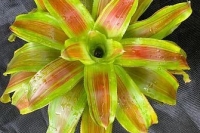 Neoregelia-Canvey-Carnival