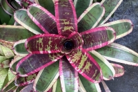 Neoregelia-Captain-Mosley