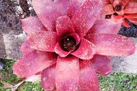 Neoregelia-Charm