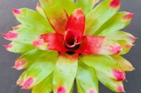 Neoregelia-Comet