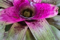 Neoregelia-Criss-Cross
