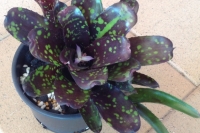 Neoregelia-Domino