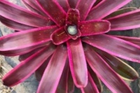 Neoregelia-Enchantment-albo-marginated