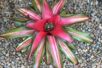 Neoregelia-Lava