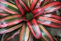Neoregelia-Lorena-Lector