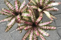 Neoregelia-Moondust