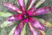 Neoregelia-Painted-Lady-x-Magnifica