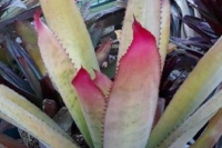 Neoregelia-Silvomontana