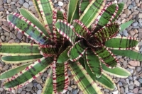 Neoregelia-Wild-Rabbit
