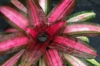Neoregelia-Yang