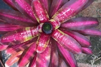 Neoregelia-first-Prize