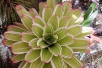 Neoregelia