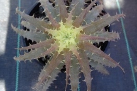 Orthophytum-Harleyi