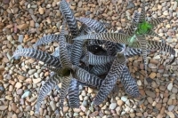 Orthophytum-gurkenii