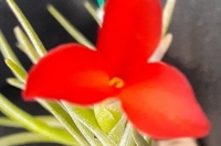 T.-albertiana