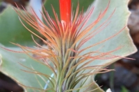 T.-funckiana-green-form