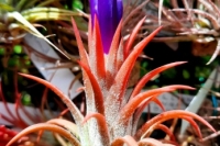 T.-ionantha-Culry-Top