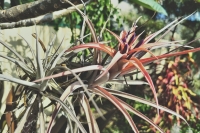 T.-riohondoensis