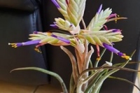 T.-seleriana