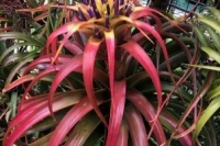 Tillandsia-Capitai-Old-Gold
