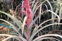 Tillandsia-Capitata-orange-x-strepto-Pachara