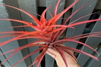 Tillandsia-Capitata-orange